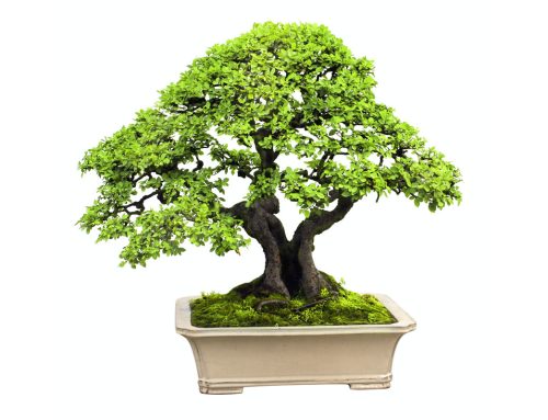 Istorija bonsaija