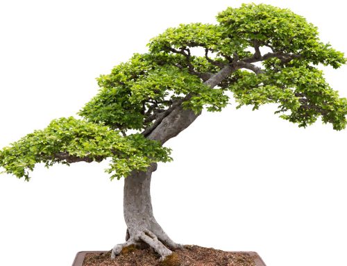 Šta je bonsai