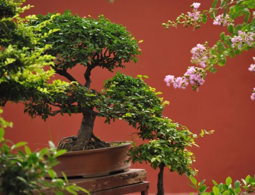 Uvod u bonsai