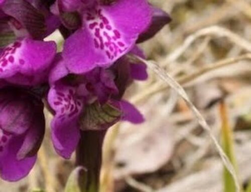 Salep – napitak od divlje orhideje