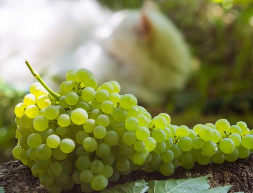 Folijarna prihrana vinove loze