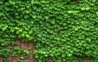 Zeleni zidovi i vertikalne bašte