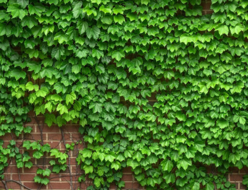 Zeleni zidovi vertikalne bašte