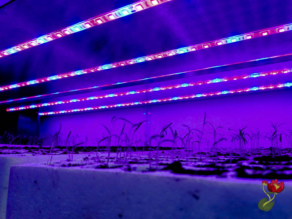 gajenje biljaka pod LED svetlom