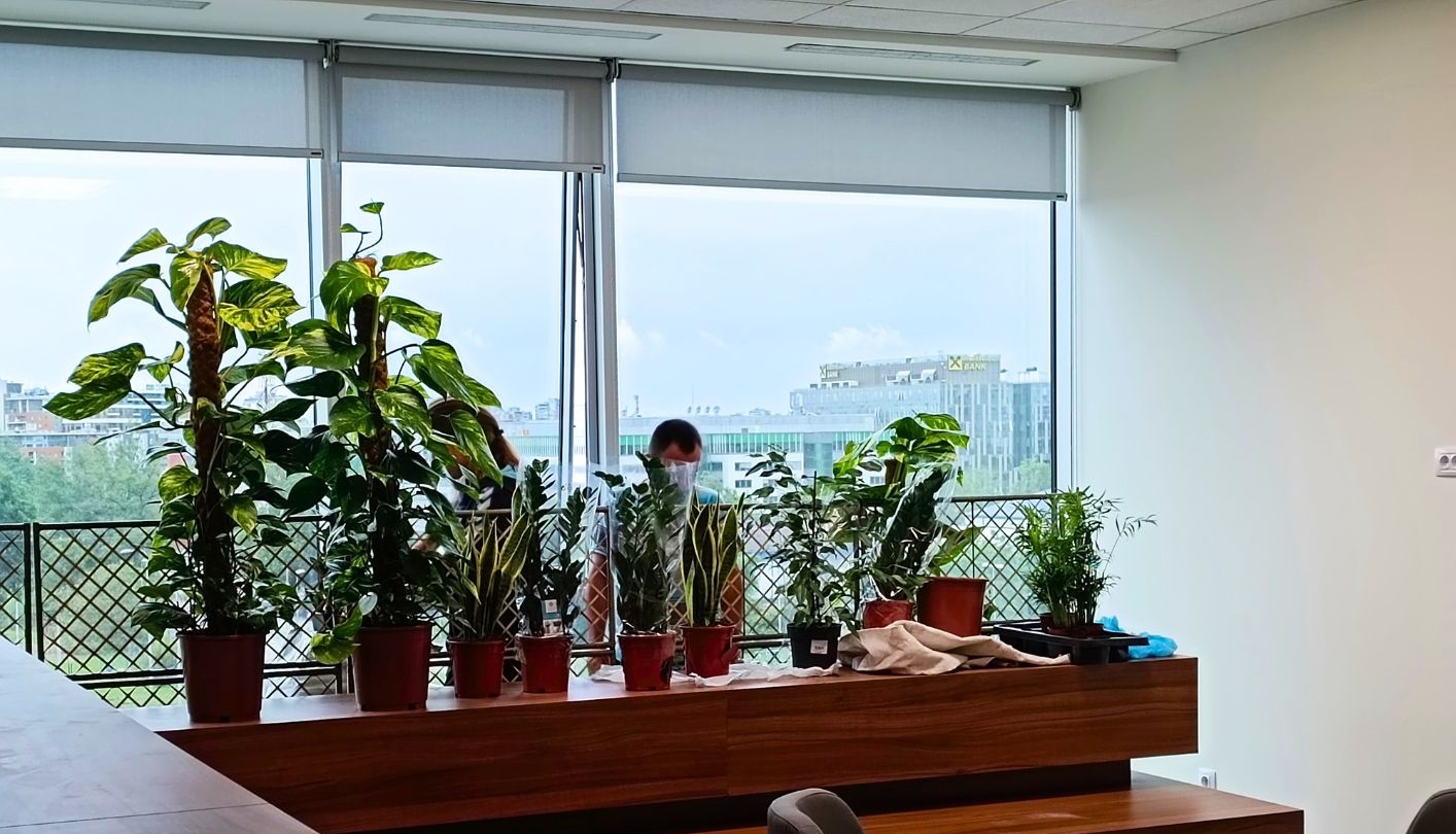 sadnja biljaka u kancelariji