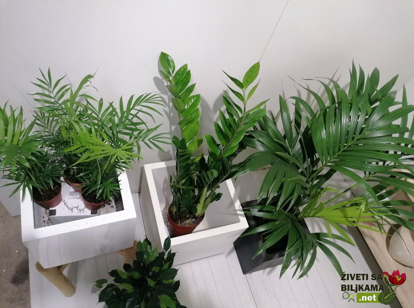 Sobne i kancelarijske biljke