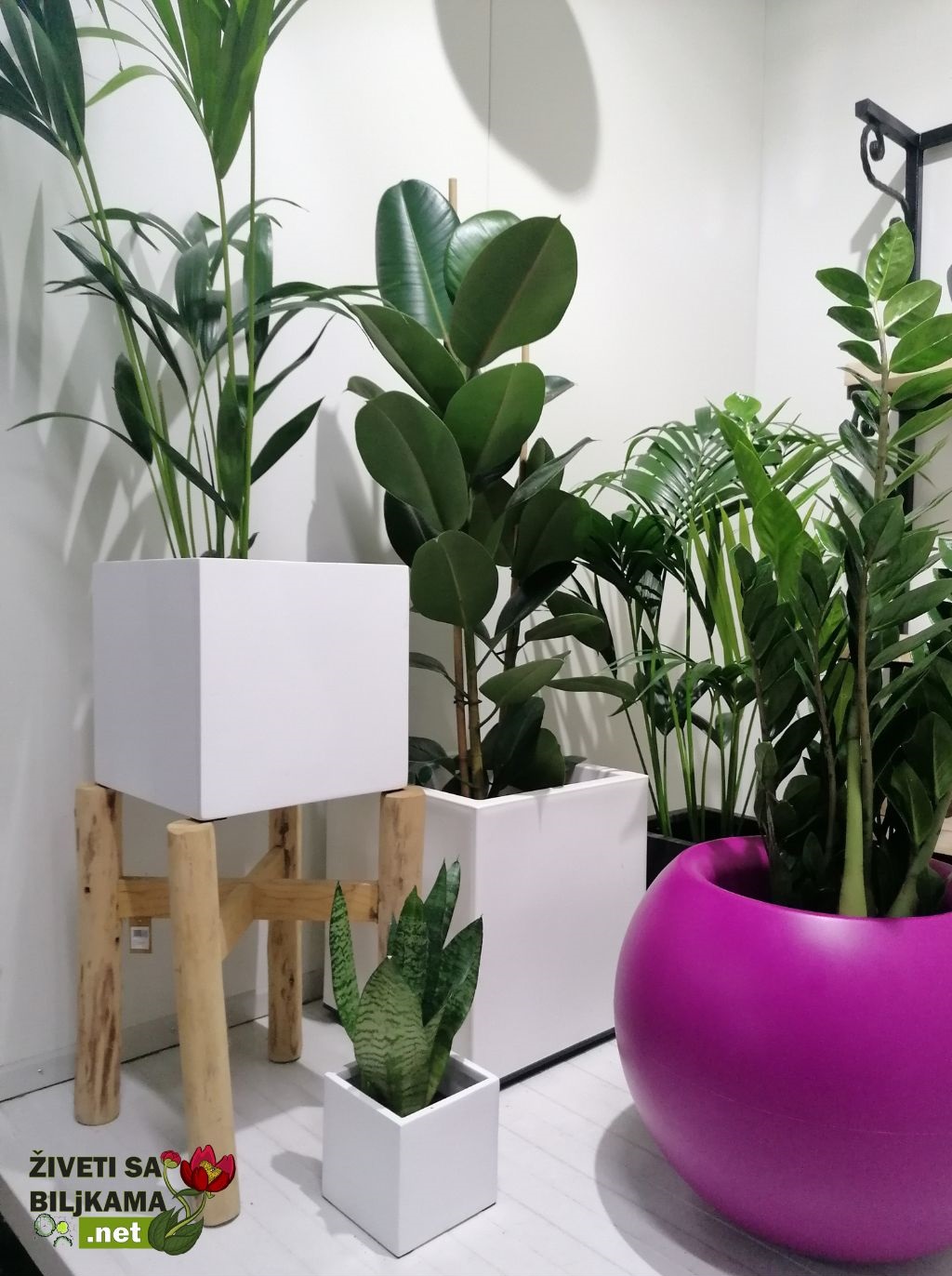 biljke za kancelariju