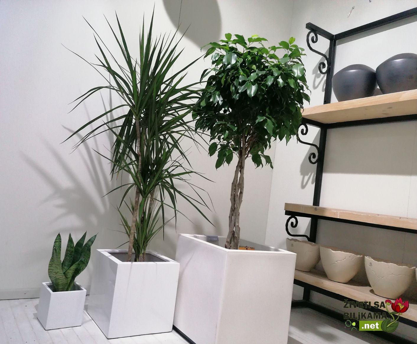 biljke za poslovni prostor