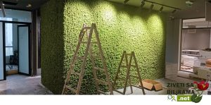 zeleni zid cena