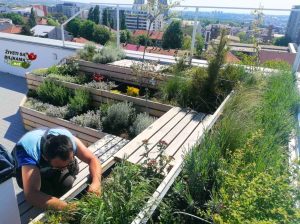 zeleni krovovi održavanje i investicija