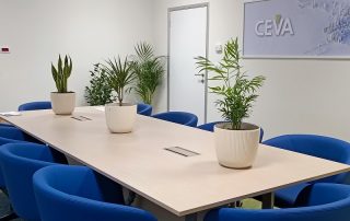 biljke za poslovni prostor i kancelarije